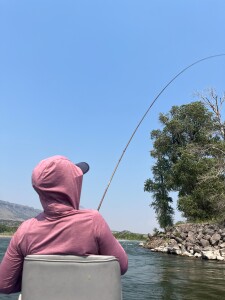 Fishon Summer Yelly