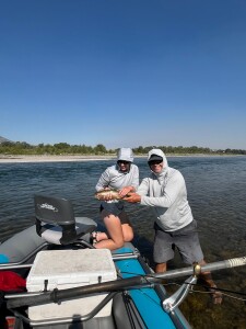 Yellowstone Nadine Bow